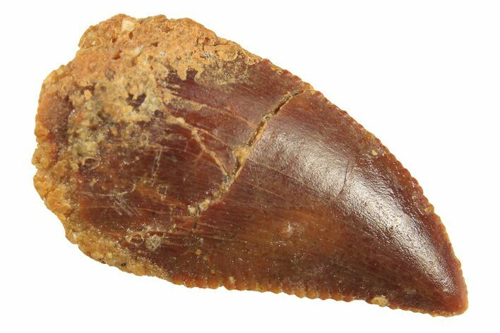 Serrated Raptor Tooth - Real Dinosaur Tooth #297728